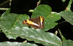 Adelpha erymanthis
