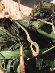 Cestoda