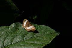 Potamanaxas