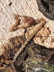 Cestoda