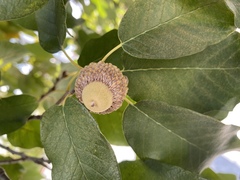 Quercus polymorpha