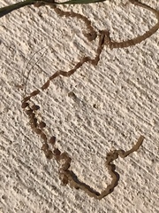 Cestoda