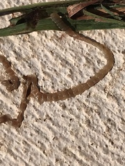 Cestoda
