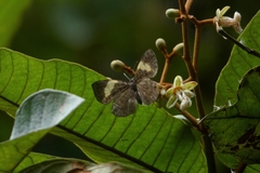 Hypophylla argenissa