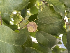 Quercus polymorpha