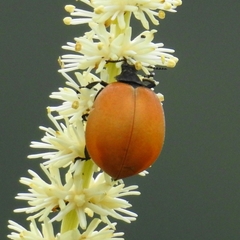 Chalcas obesa