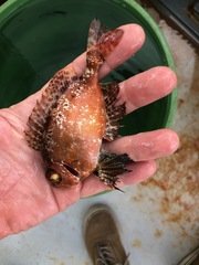 Heteropriacanthus cruentatus