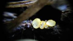 Arachnopeziza aurelia