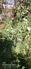 Parthenium confertum