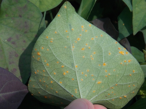 Coleosporium