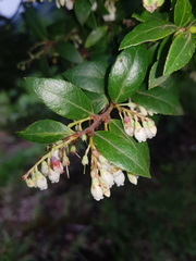 Vaccinium consanguineum