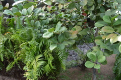 Ottoschulzia rhodoxylon