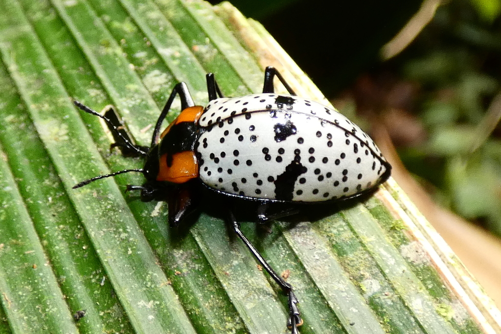 Cypherotylus vicinus