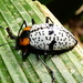 Escarabajo Tropical de Hongos - Photo (c) darielsaqui, algunos derechos reservados (CC BY-NC), subido por darielsaqui