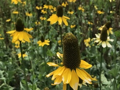 Rudbeckia californica