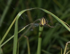 Neoscona oaxacensis