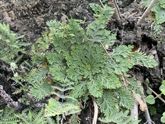 Selaginella ribae