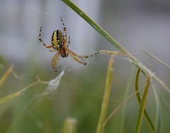 Neoscona oaxacensis