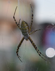 Argiope trifasciata