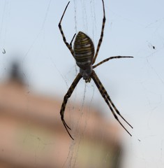 Argiope trifasciata