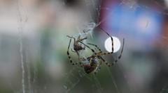 Argiope trifasciata