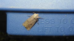 Agrotis vetusta