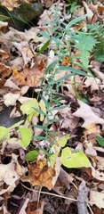 Symphyotrichum lanceolatum lanceolatum