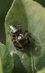 Paraphidippus aurantius