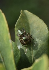 Paraphidippus aurantius