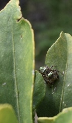 Paraphidippus aurantius