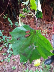 Neomirandea angularis