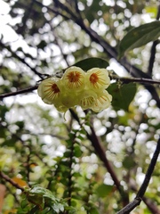 Vaccinium poasanum