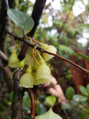 Vaccinium poasanum