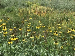 Rudbeckia californica