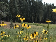 Rudbeckia californica