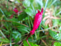 Centropogon costaricae