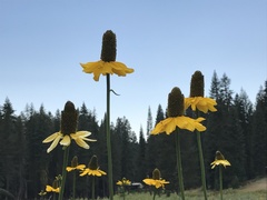 Rudbeckia californica
