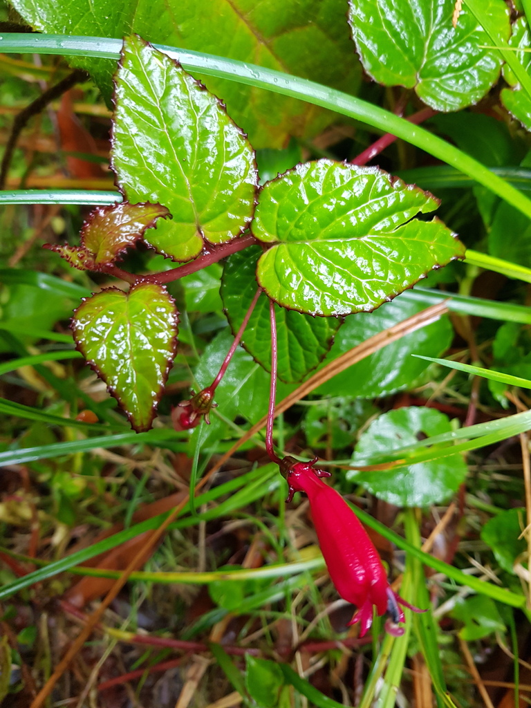 Centropogon costaricae