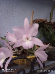Laelia