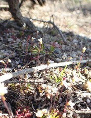 Stylidium perpusillum