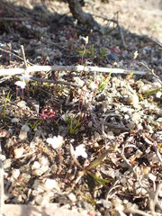 Stylidium perpusillum