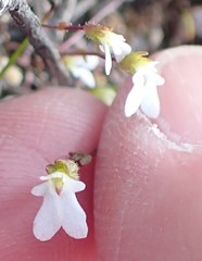 Stylidium perpusillum