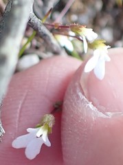 Stylidium perpusillum