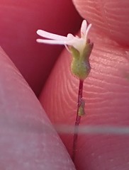 Stylidium perpusillum