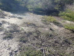 Stylidium perpusillum