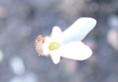 Stylidium perpusillum