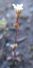 Stylidium perpusillum