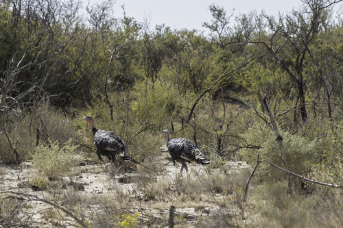 Wild Turkey photographed in New Mexico