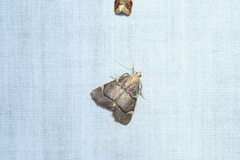 Hypsopygia thymetusalis