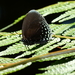 Theorema eumenia - Photo (c) darielsaqui,  זכויות יוצרים חלקיות (CC BY-NC)